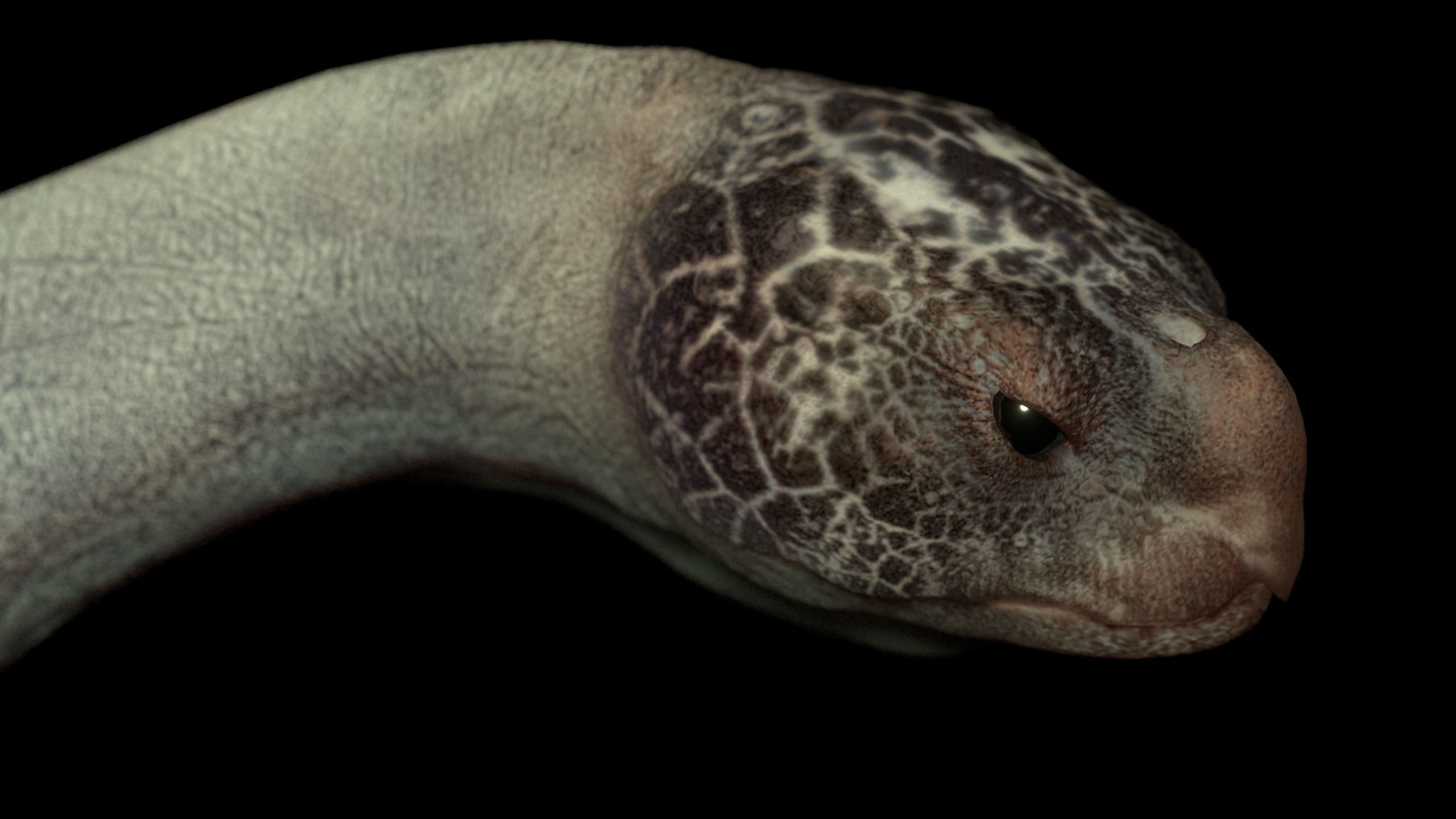 Turtle Low-poly 3D model_6