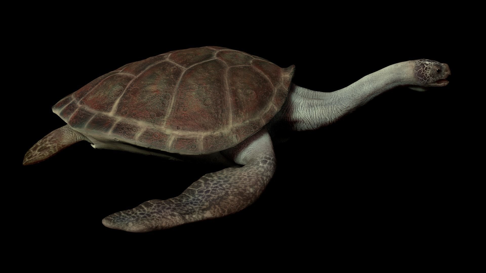 Turtle Low-poly 3D model_17