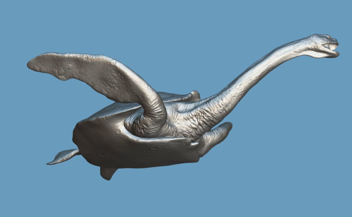 Turtle Low-poly 3D model_19