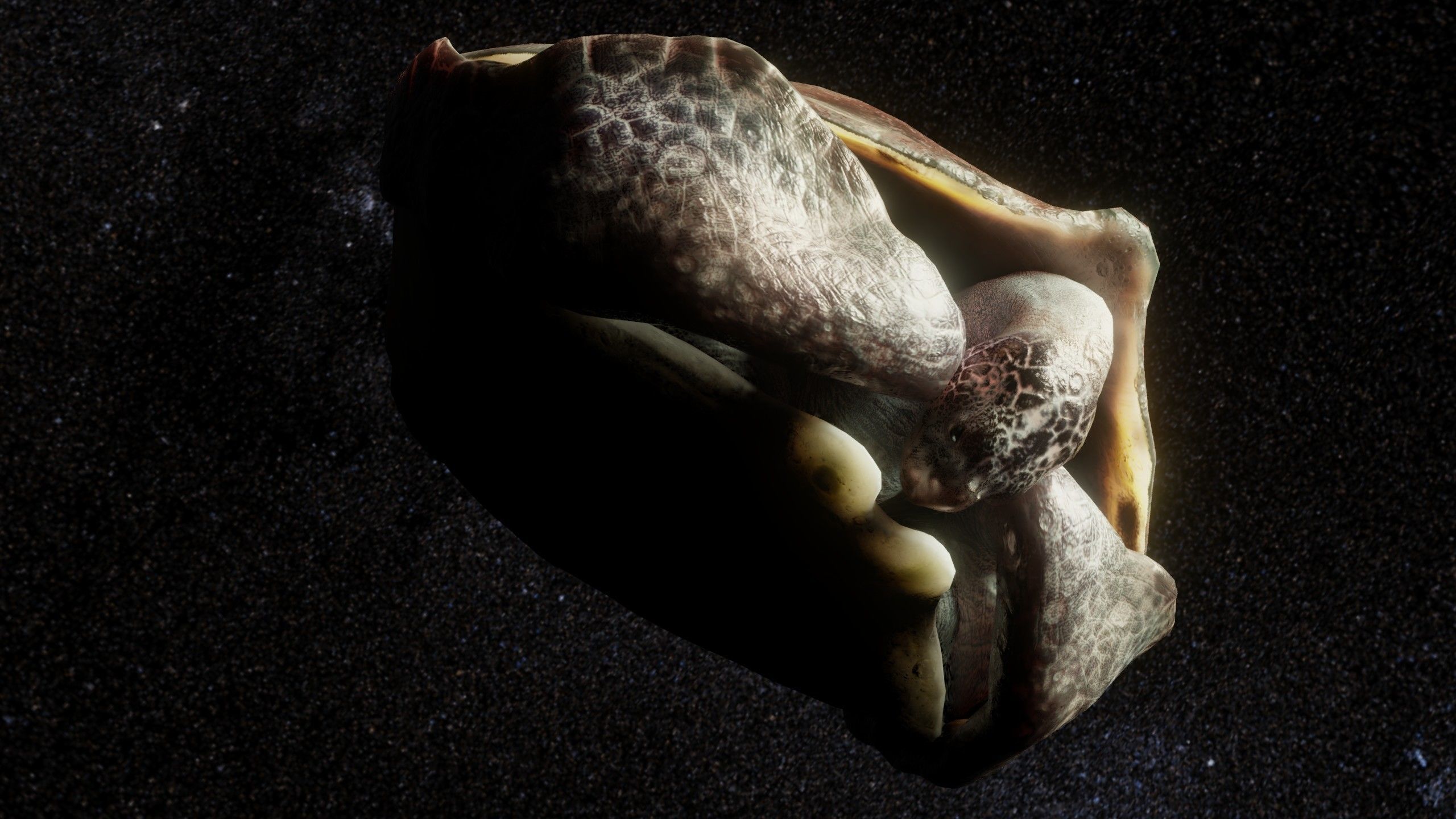 Turtle Low-poly 3D model_4