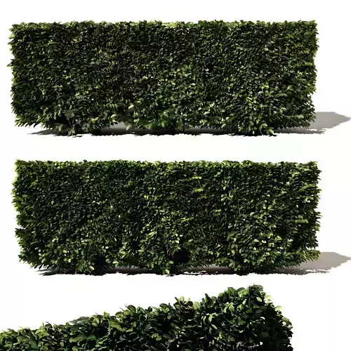  Buxus Microphylla - 3 Modular Pieces