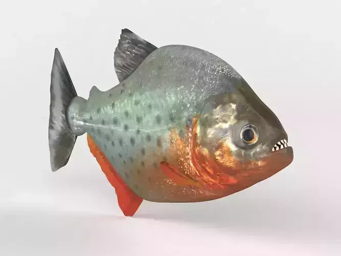 Piranha model thresher fish