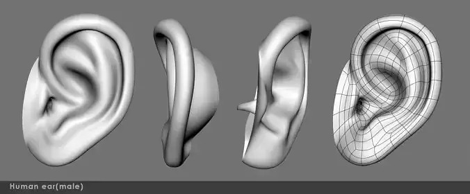 Ear 03- 3D model