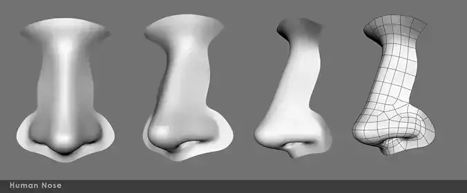 Nose Male  3D model