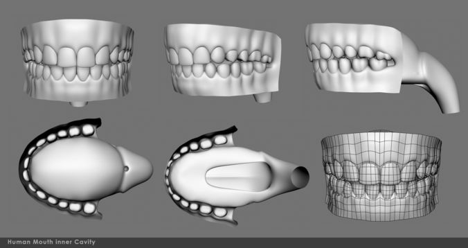 Mouth inner cavity 3D model