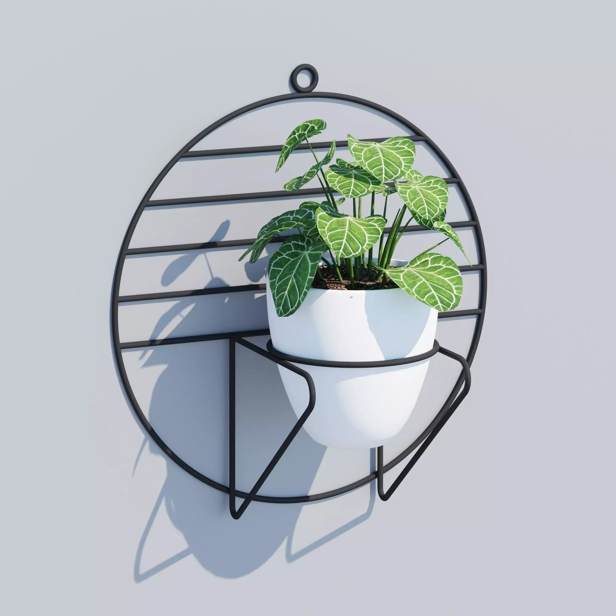 Cosmo sol 3D model_0