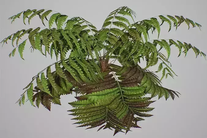 Alsophila fern old LOW