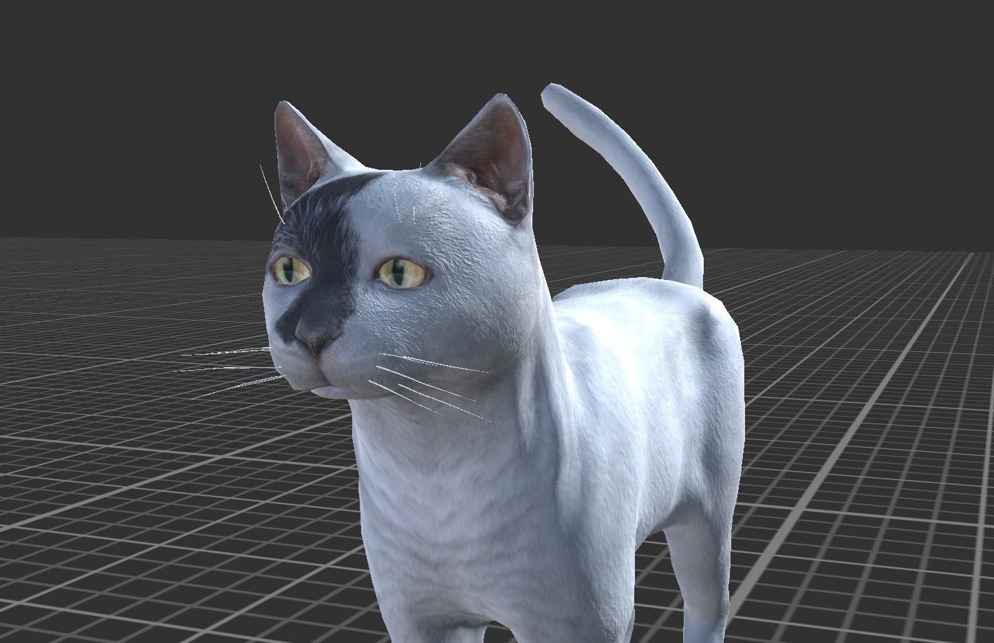 Cat pack 2 Low-poly 3D model_4