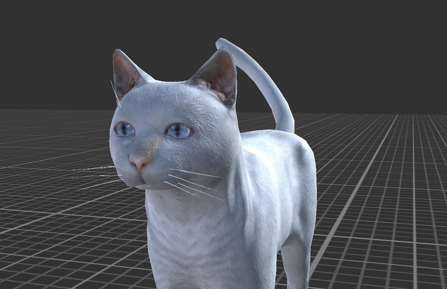 Cat pack 2 Low-poly 3D model_6