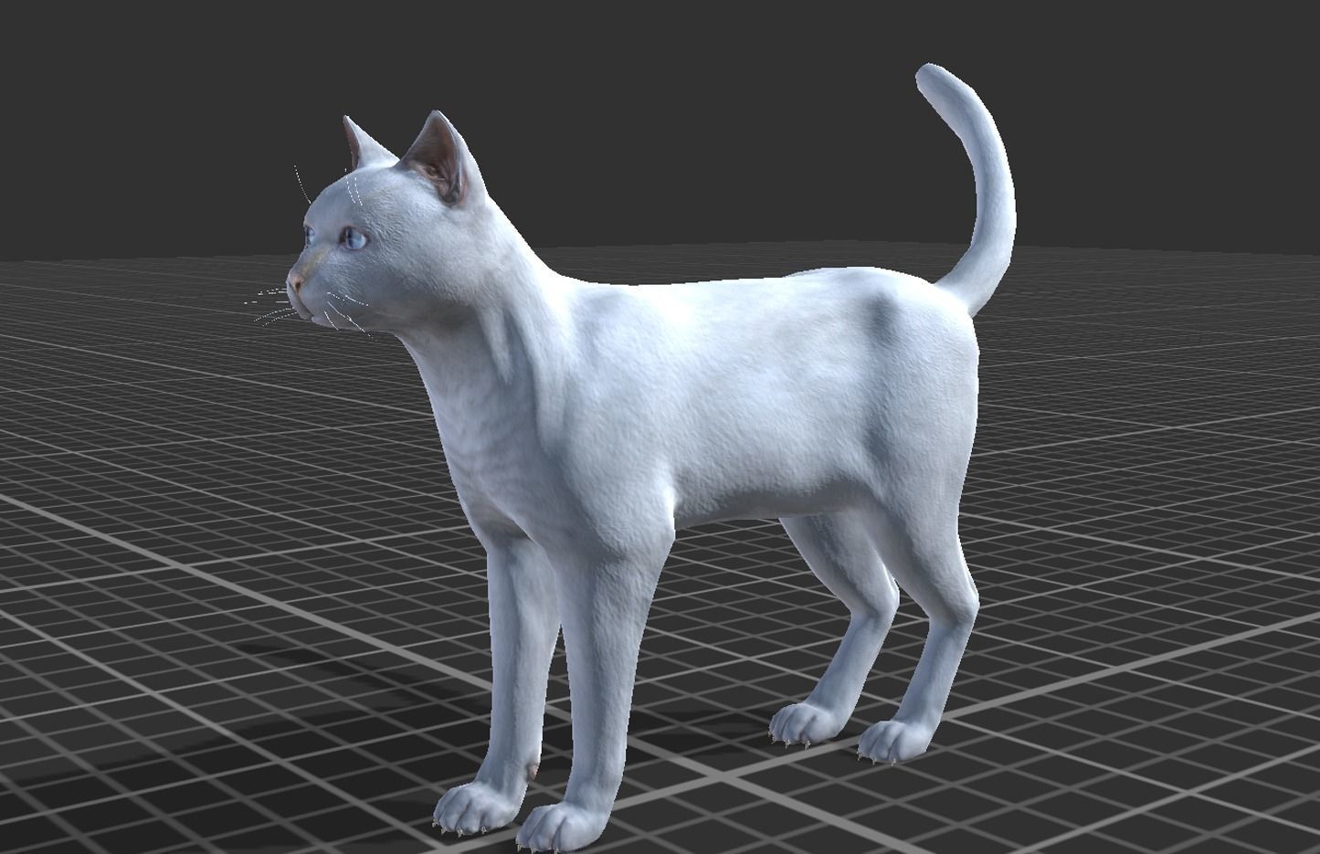 Cat pack 2 Low-poly 3D model_5