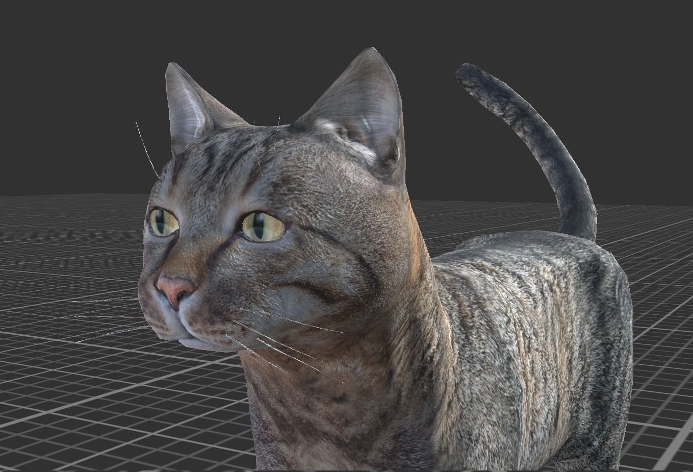 Cat pack 2 Low-poly 3D model_10