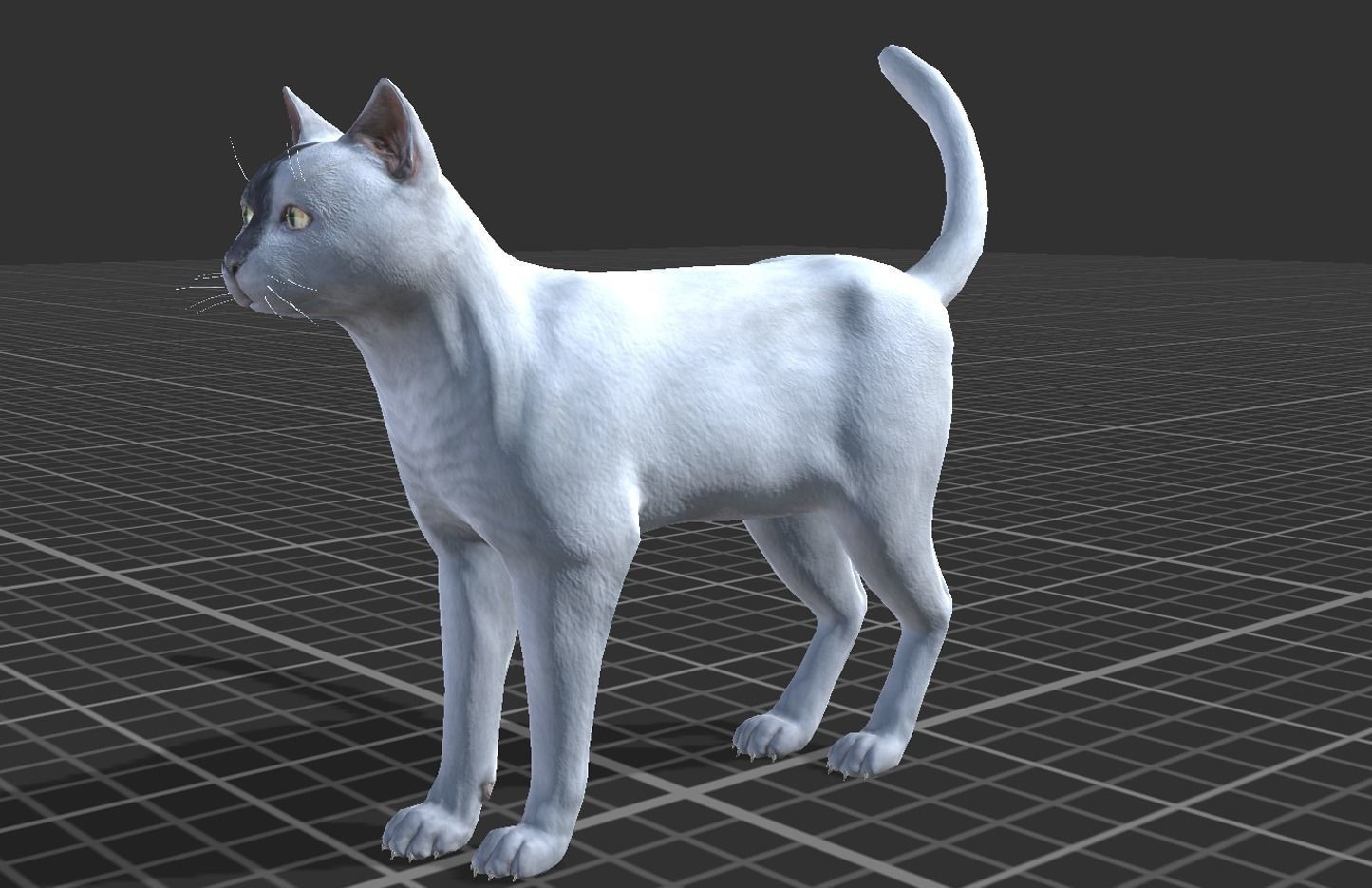 Cat pack 2 Low-poly 3D model_8