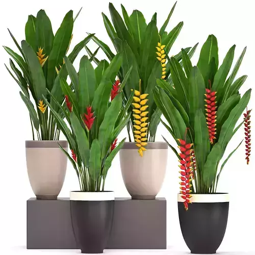 Collection Exotic plants Heliconia