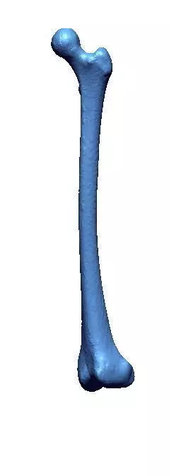 Femur Bone Free 3D print model