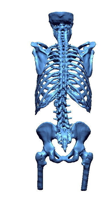 Human skeleton 3D print model_5