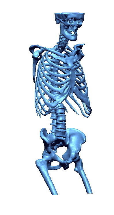 Human skeleton 3D print model_7