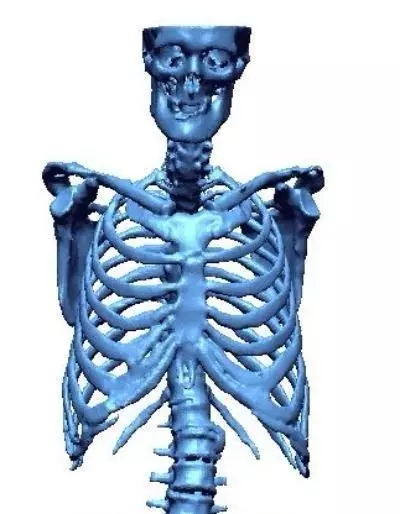 Human skeleton 3D print model_0