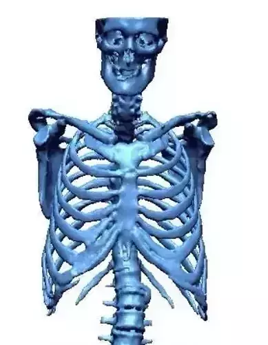 Human skeleton 3D print model