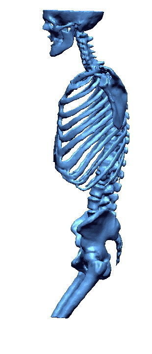 Human skeleton 3D print model_4