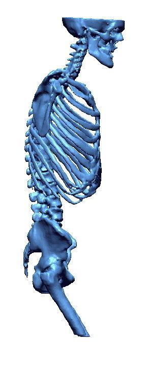 Human skeleton 3D print model_6