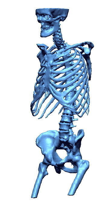 Human skeleton 3D print model_8