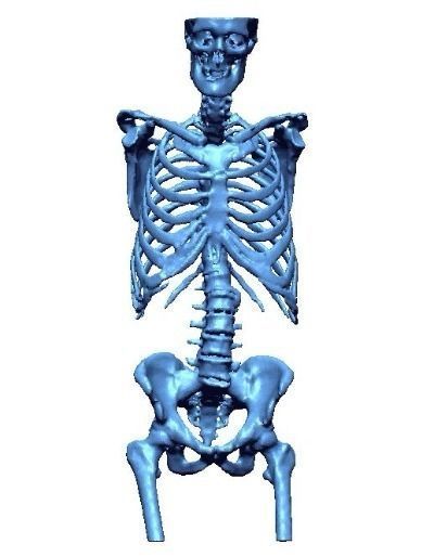 Human skeleton 3D print model_2