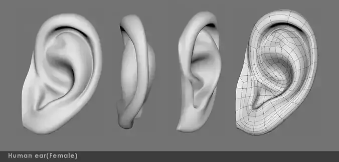 Ear 02- 3D model