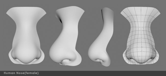 Nose female   3D model
