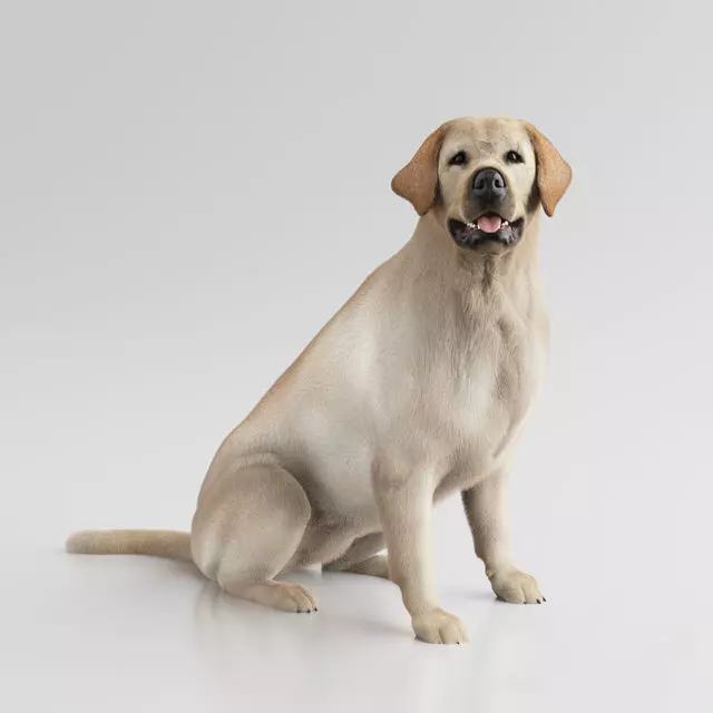 Labrador Retriever 3D model_0