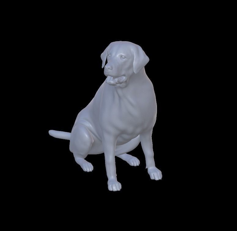 Labrador Retriever 3D model_5