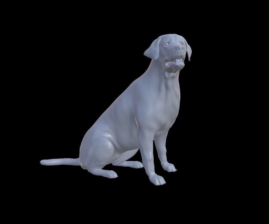 Labrador Retriever 3D model_6