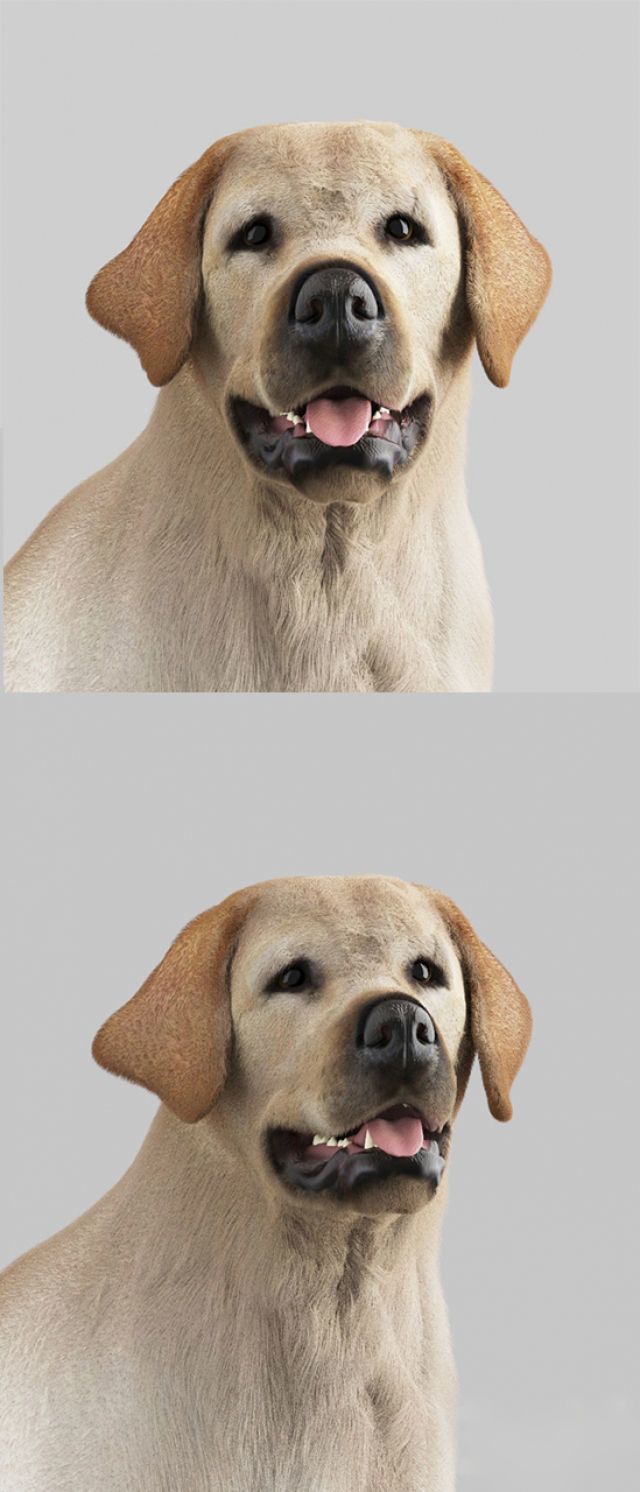 Labrador Retriever 3D model_2