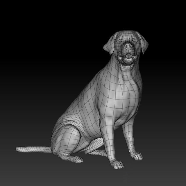 Labrador Retriever 3D model_3