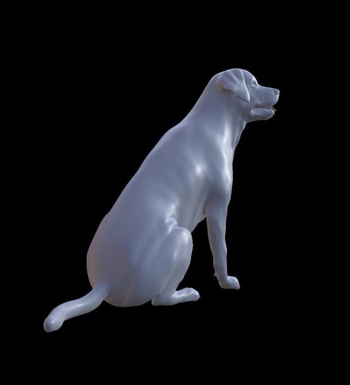Labrador Retriever 3D model_4