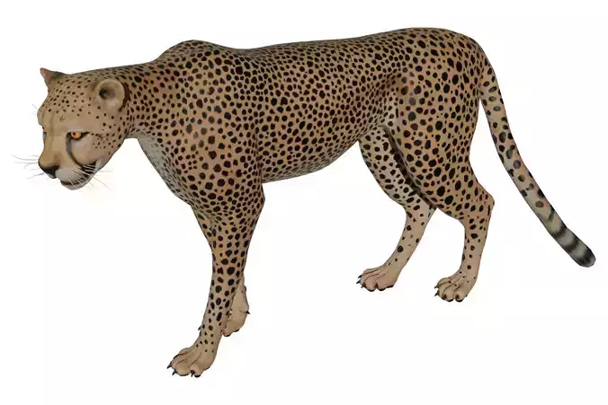 Cheetah Low-poly 3D model