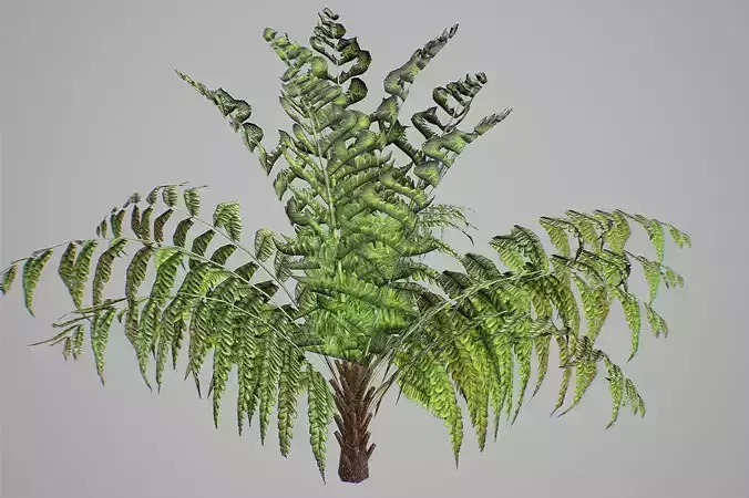 Alsophila fern young LOW