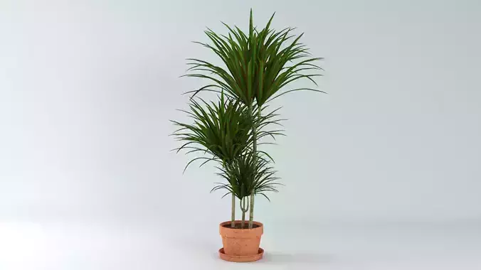 Dracaena Marginata Plant