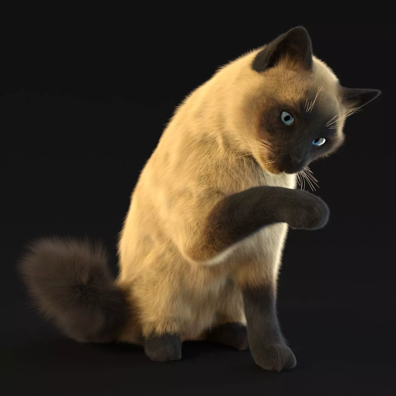 Siamese cat 3D model
