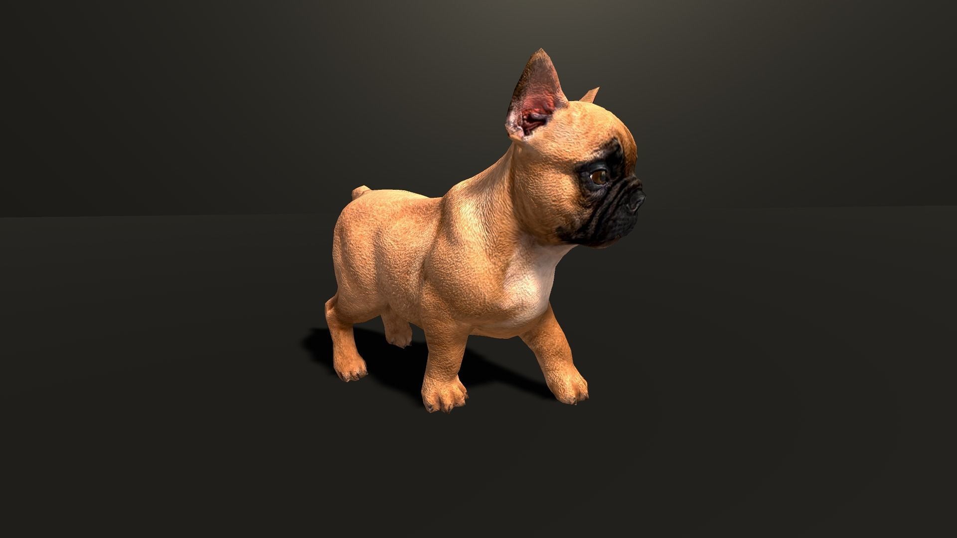 Pug Dog  Low-poly 3D model_5