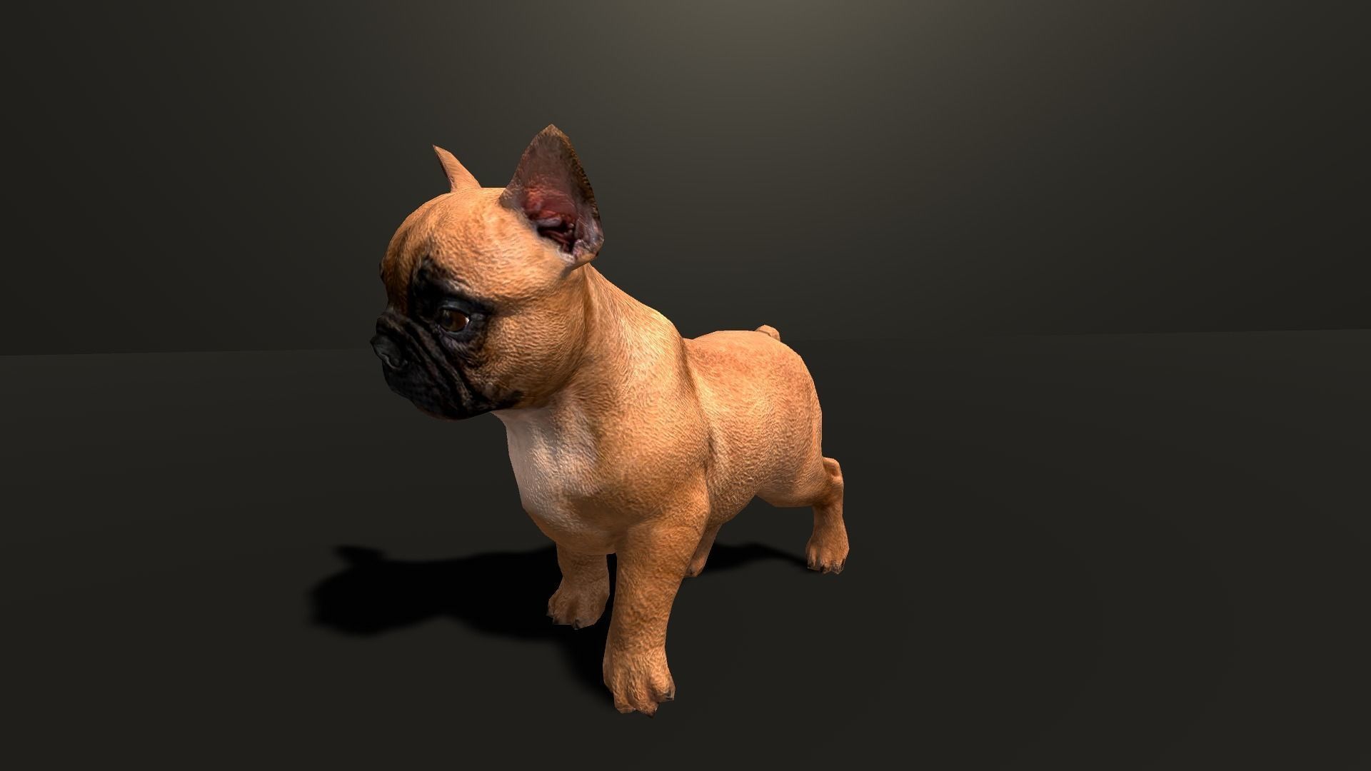 Pug Dog  Low-poly 3D model_28