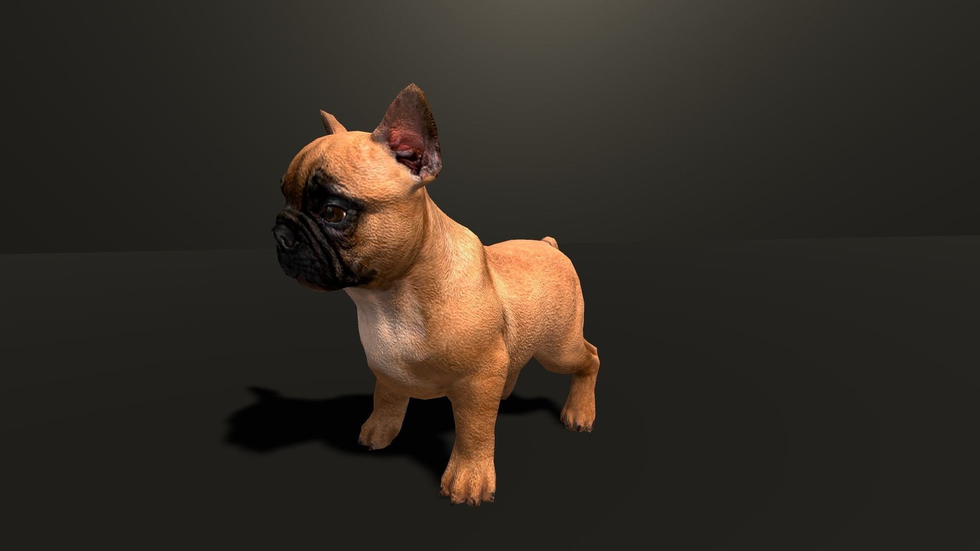Pug Dog  Low-poly 3D model_36