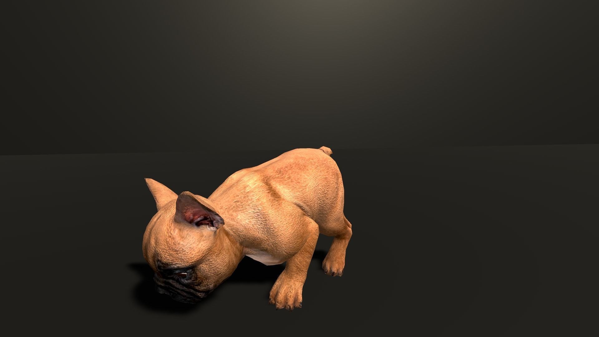 Pug Dog  Low-poly 3D model_37