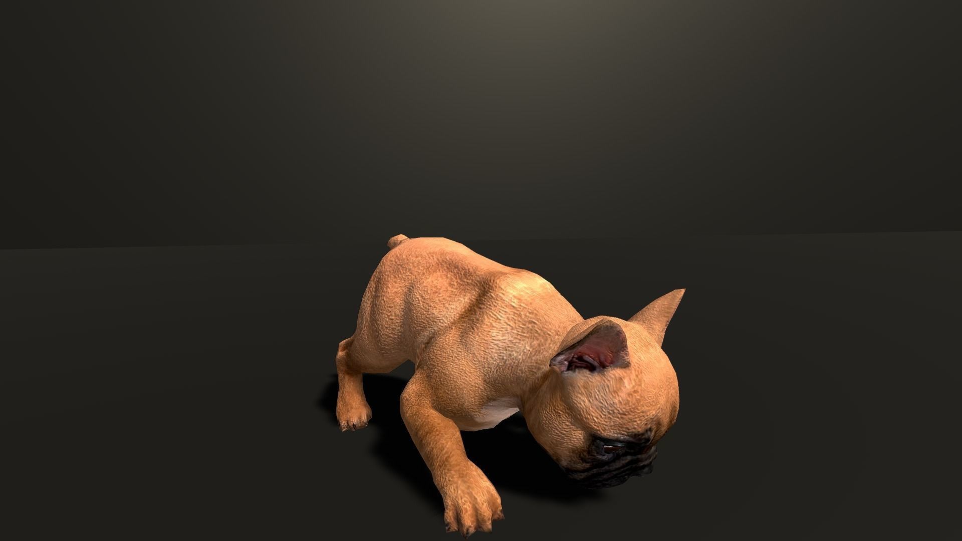 Pug Dog  Low-poly 3D model_16