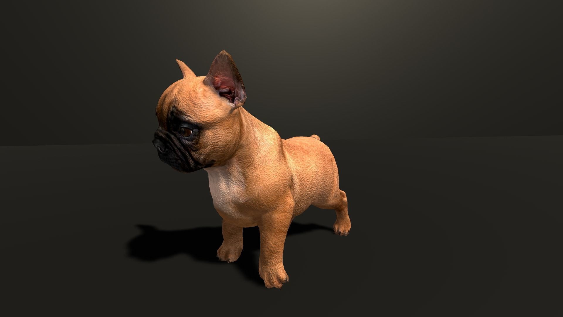 Pug Dog  Low-poly 3D model_27