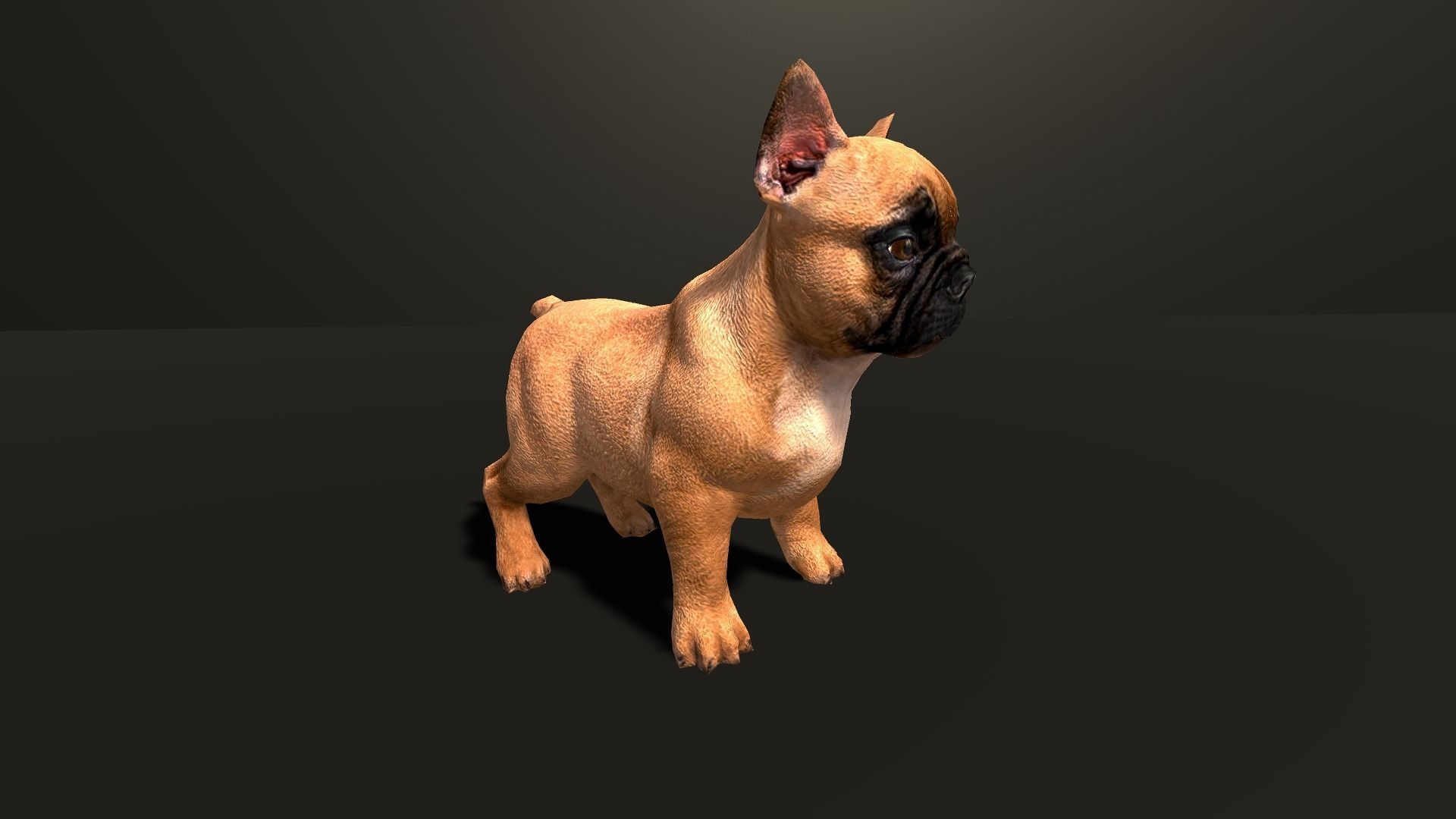 Pug Dog  Low-poly 3D model_22