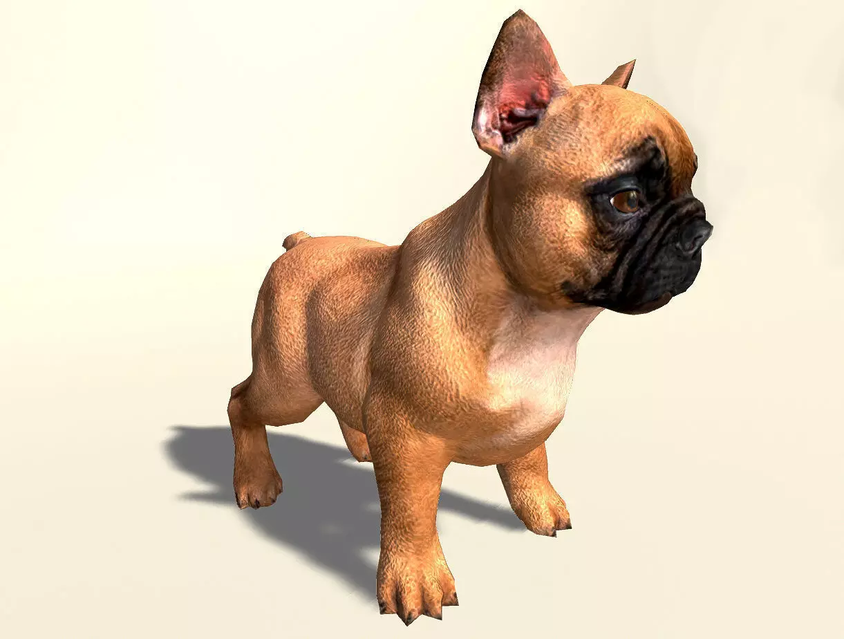 Pug Dog  Low-poly 3D model_0