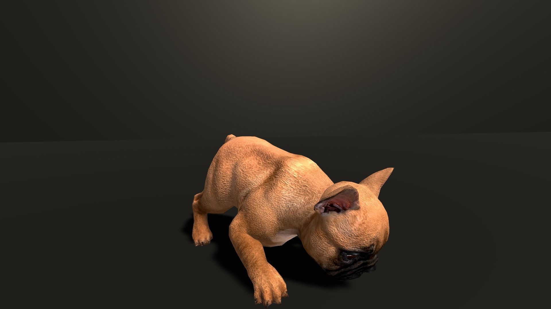 Pug Dog  Low-poly 3D model_15