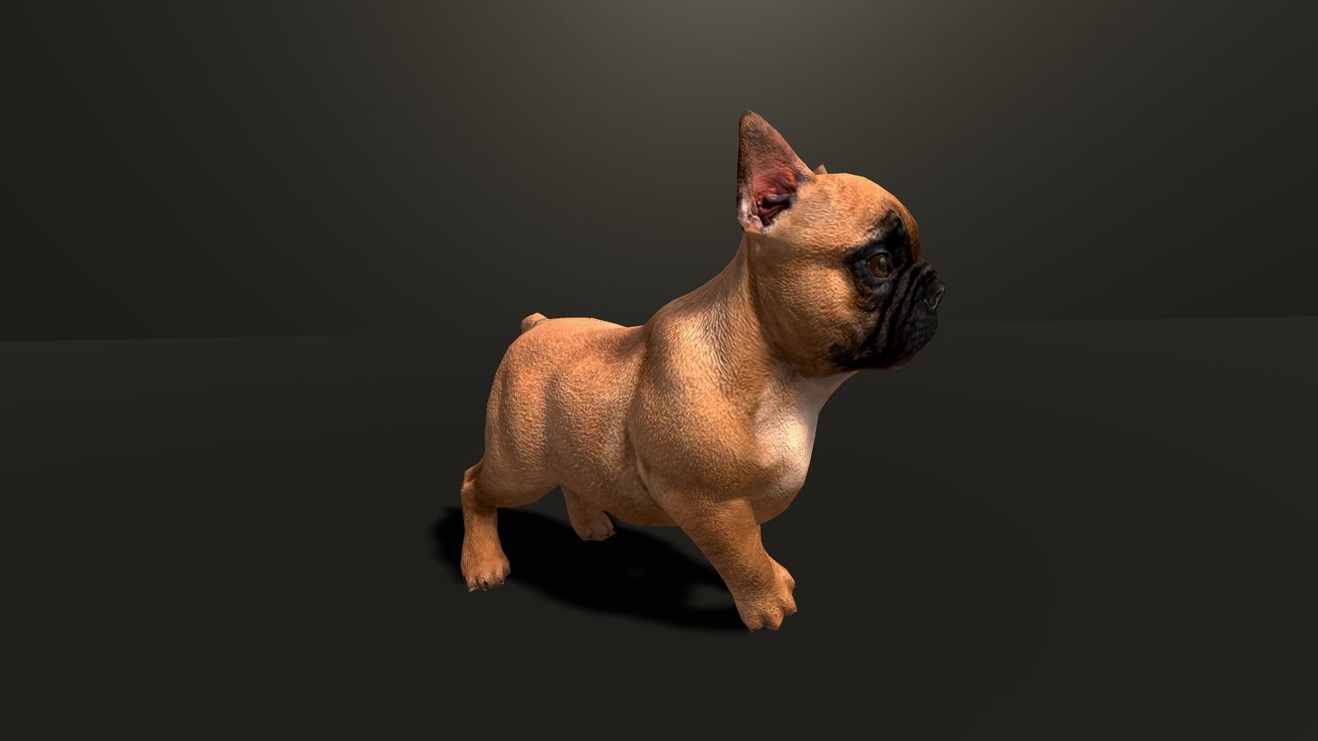 Pug Dog  Low-poly 3D model_11