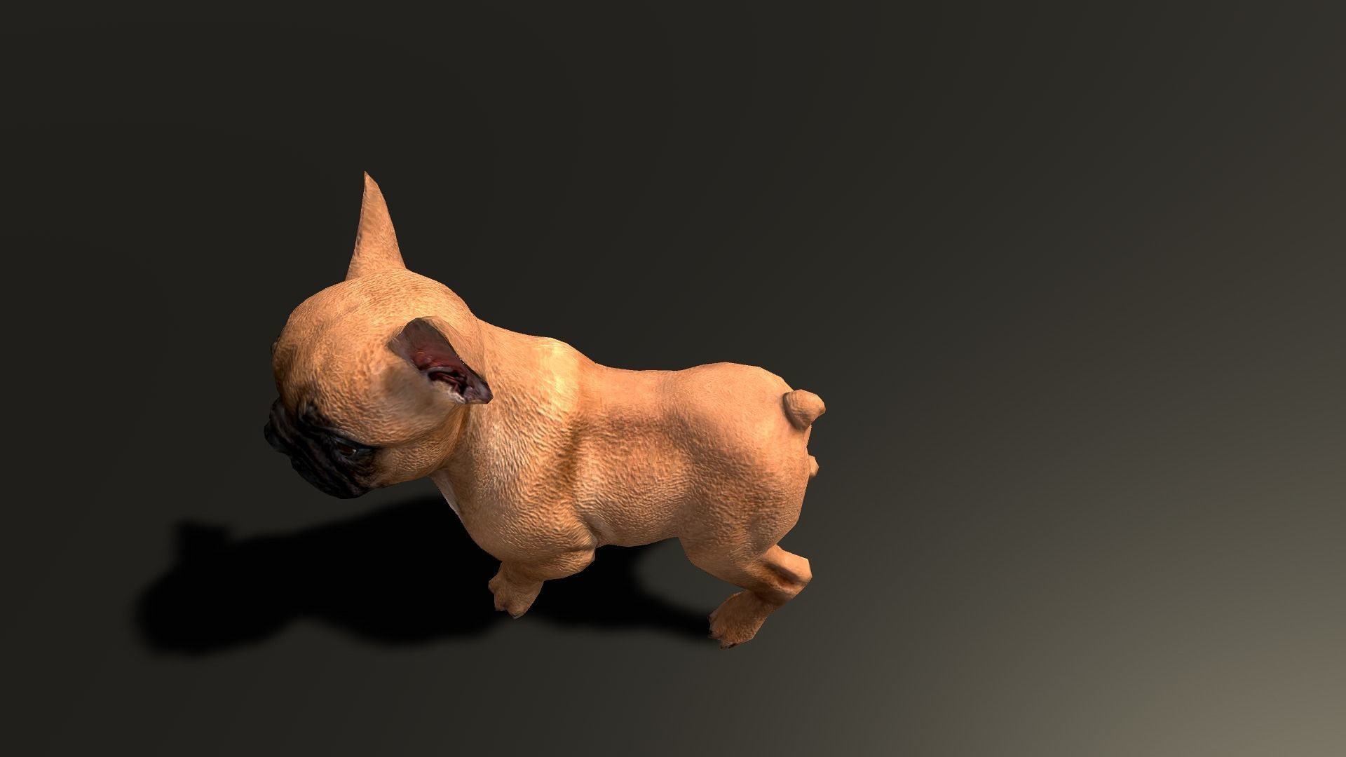 Pug Dog  Low-poly 3D model_38