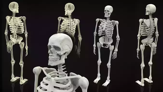 Skeleton Full Body